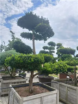 Fruchtende Bechereibe - Taxus media 'Hicksii' - Bonsai