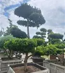 Fruchtende Bechereibe - Taxus media 'Hicksii' - Bonsai
