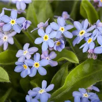 Auch als Schnittblume wirkungsvoll