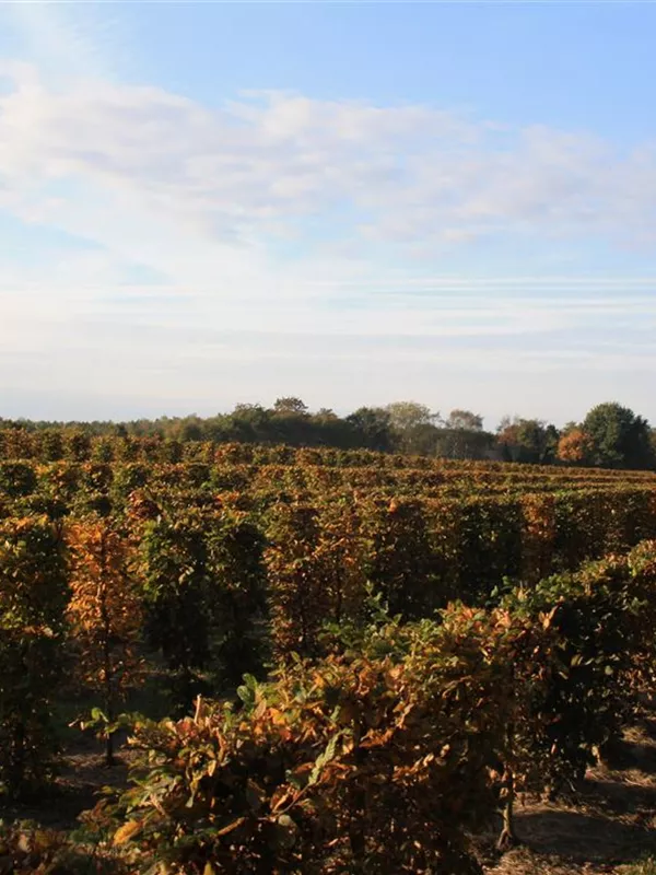 Hainbuche,Weißbuche - Carpinus betulus - Formgehölze