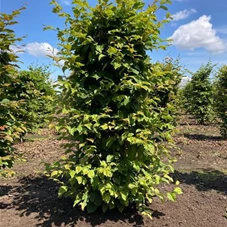 Carpinus betulus - Formgehölze, Fertighecke 40x40 100-