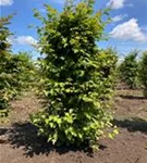 Hainbuche,Weißbuche - Carpinus betulus - Formgehölze