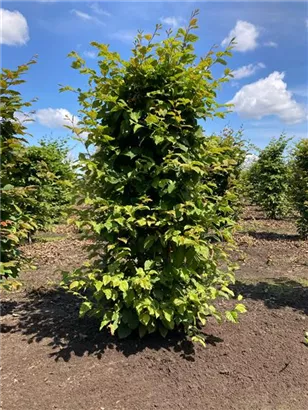 Hainbuche,Weißbuche - Carpinus betulus - Formgehölze