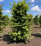 Hainbuche,Weißbuche - Carpinus betulus - Formgehölze