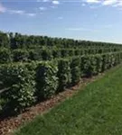 Hainbuche,Weißbuche - Carpinus betulus - Formgehölze