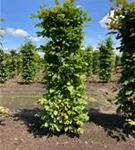 Hainbuche,Weißbuche - Carpinus betulus - Formgehölze