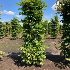 Carpinus betulus - Formgehölze, Fertighecke 40x40 125-