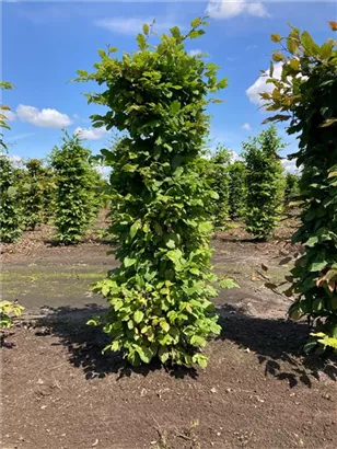 Hainbuche,Weißbuche - Carpinus betulus - Formgehölze