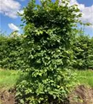 Hainbuche,Weißbuche - Carpinus betulus - Formgehölze
