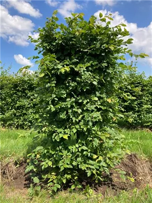 Hainbuche,Weißbuche - Carpinus betulus - Formgehölze