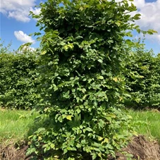 Carpinus betulus - Formgehölze, Fertighecke 50x50 125-
