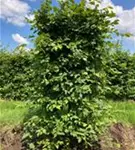 Hainbuche,Weißbuche - Carpinus betulus - Formgehölze