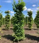 Hainbuche,Weißbuche - Carpinus betulus - Formgehölze