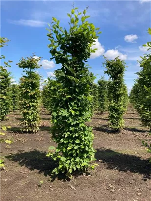 Hainbuche,Weißbuche - Carpinus betulus - Formgehölze