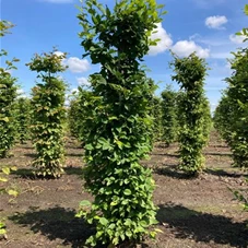 Carpinus betulus - Formgehölze, Fertighecke 40x40 150-