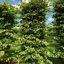 Carpinus betulus - Formgehölze, Fertighecke 50x50 150-