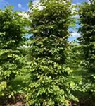 Hainbuche,Weißbuche - Carpinus betulus - Formgehölze