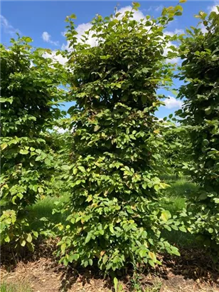 Hainbuche,Weißbuche - Carpinus betulus - Formgehölze