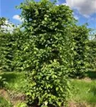 Hainbuche,Weißbuche - Carpinus betulus - Formgehölze