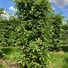 Carpinus betulus - Formgehölze, Fertighecke 50x50 175-