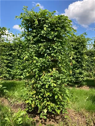 Hainbuche,Weißbuche - Carpinus betulus - Formgehölze