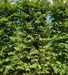 Hainbuche,Weißbuche - Carpinus betulus - Formgehölze