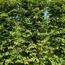 Carpinus betulus - Formgehölze, Fertighecke 50x50 200-
