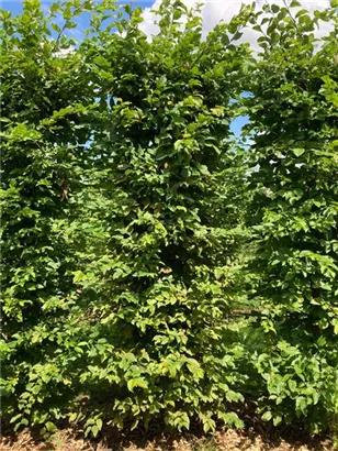Hainbuche,Weißbuche - Carpinus betulus - Formgehölze