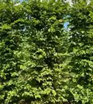 Hainbuche,Weißbuche - Carpinus betulus - Formgehölze