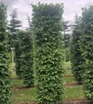 Hainbuche,Weißbuche - Carpinus betulus - Formgehölze