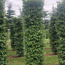 Carpinus betulus - Formgehölze, Fertighecke 50x50 300-