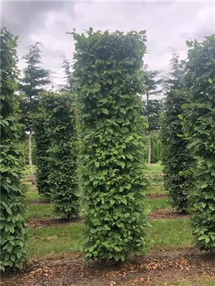 Hainbuche,Weißbuche - Carpinus betulus - Formgehölze