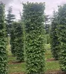 Hainbuche,Weißbuche - Carpinus betulus - Formgehölze