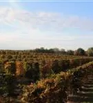 Hainbuche,Weißbuche - Carpinus betulus - Formgehölze