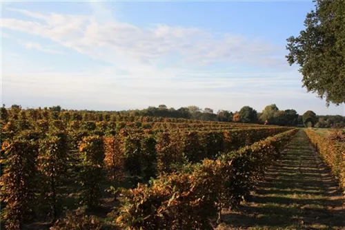 Hainbuche,Weißbuche - Carpinus betulus - Formgehölze