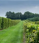Hainbuche,Weißbuche - Carpinus betulus - Formgehölze