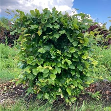 Fagus sylvatica - Formgehölze, Fertighecke 50x50 80-