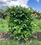 Rotbuche - Fagus sylvatica - Formgehölze