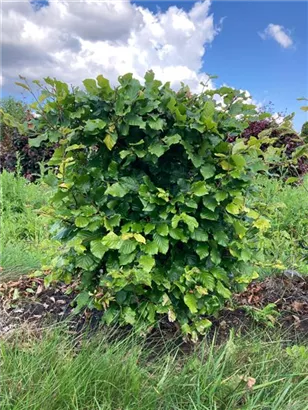 Rotbuche - Fagus sylvatica - Formgehölze