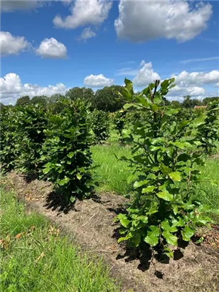 Rotbuche - Fagus sylvatica - Formgehölze