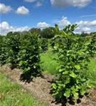 Rotbuche - Fagus sylvatica - Formgehölze