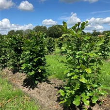Fagus sylvatica - Formgehölze, Fertighecke 40x40 80-