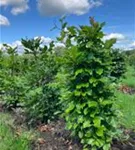 Rotbuche - Fagus sylvatica - Formgehölze