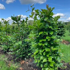 Fagus sylvatica - Formgehölze, Fertighecke 40x40 100-
