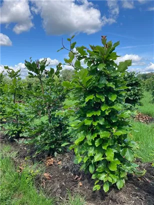 Rotbuche - Fagus sylvatica - Formgehölze