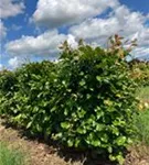 Rotbuche - Fagus sylvatica - Formgehölze