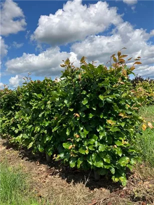 Rotbuche - Fagus sylvatica - Formgehölze