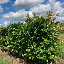 Fagus sylvatica - Formgehölze, Fertighecke 50x50 100-