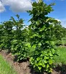 Rotbuche - Fagus sylvatica - Formgehölze