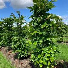 Fagus sylvatica - Formgehölze, Fertighecke 40x40 125-